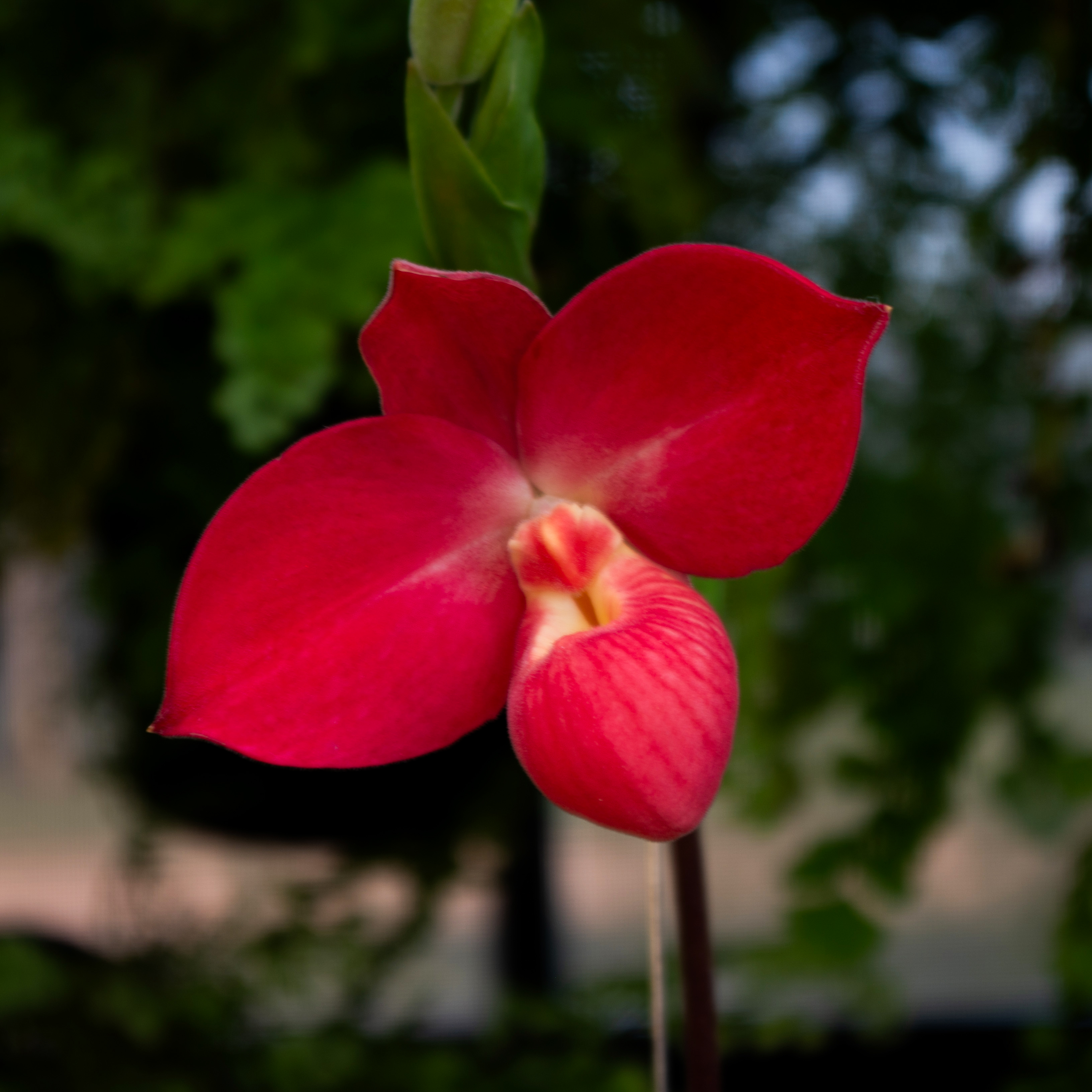 Composition Photo Challenge